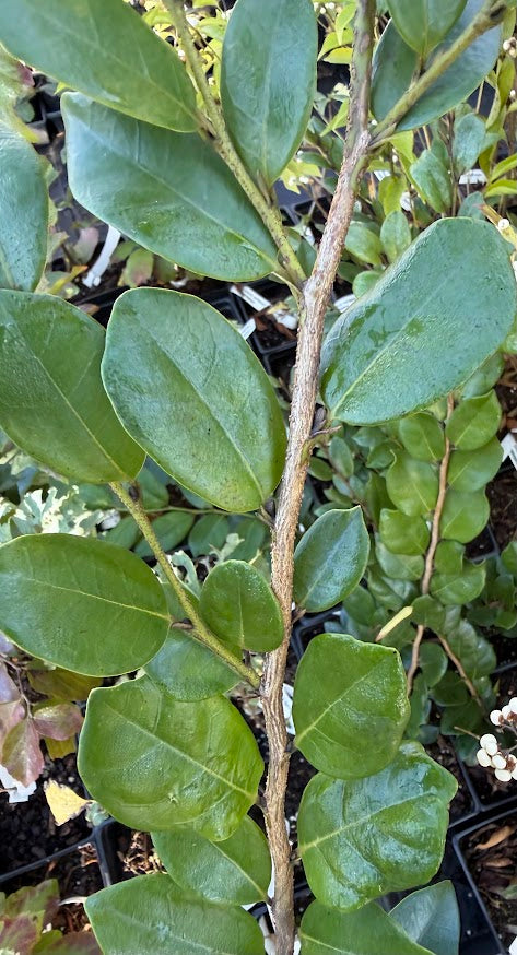 Distylium x Loropetalum EXTREMELY RARE!!!