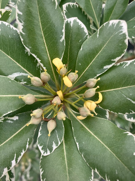 PIttosporum tobira 'Platinum'