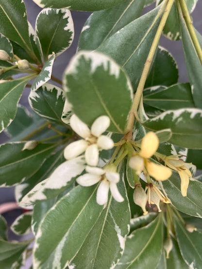 PIttosporum tobira 'Platinum'