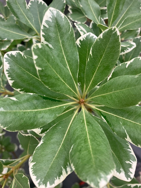 PIttosporum tobira 'Platinum'