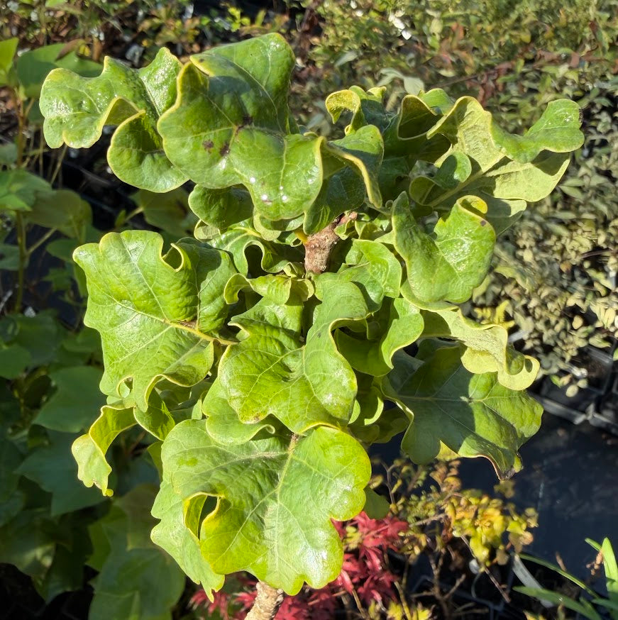 Quercus robur 'General Pulaski' RARE