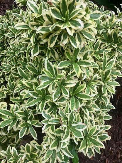 Daphne odora 'Hewreb'
