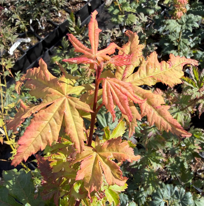 Acer palmatum 'Miss Maple'