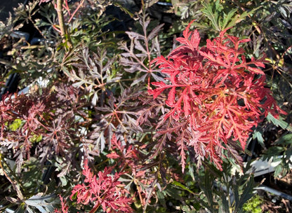 Acer palmatum 'Brocade'