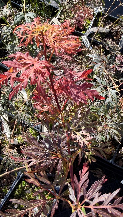 Acer palmatum 'Brocade'