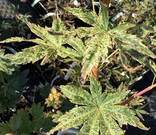 Acer palmatum 'Ori Zuru'