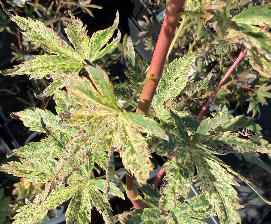 Acer palmatum 'Ori Zuru'