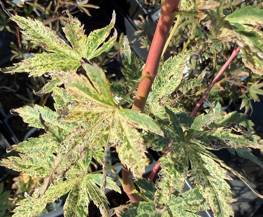 Acer palmatum 'Ori Zuru'