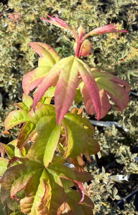 Acer palmatum 'Satsuki Beni'