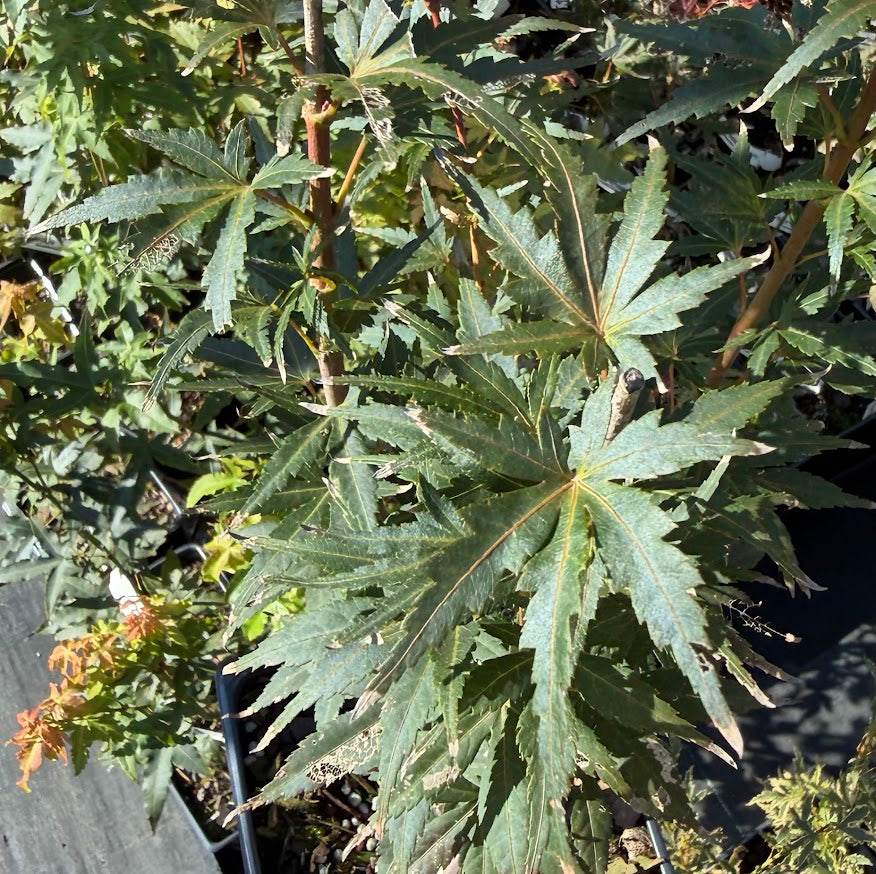 Acer palmatum 'Incognito'
