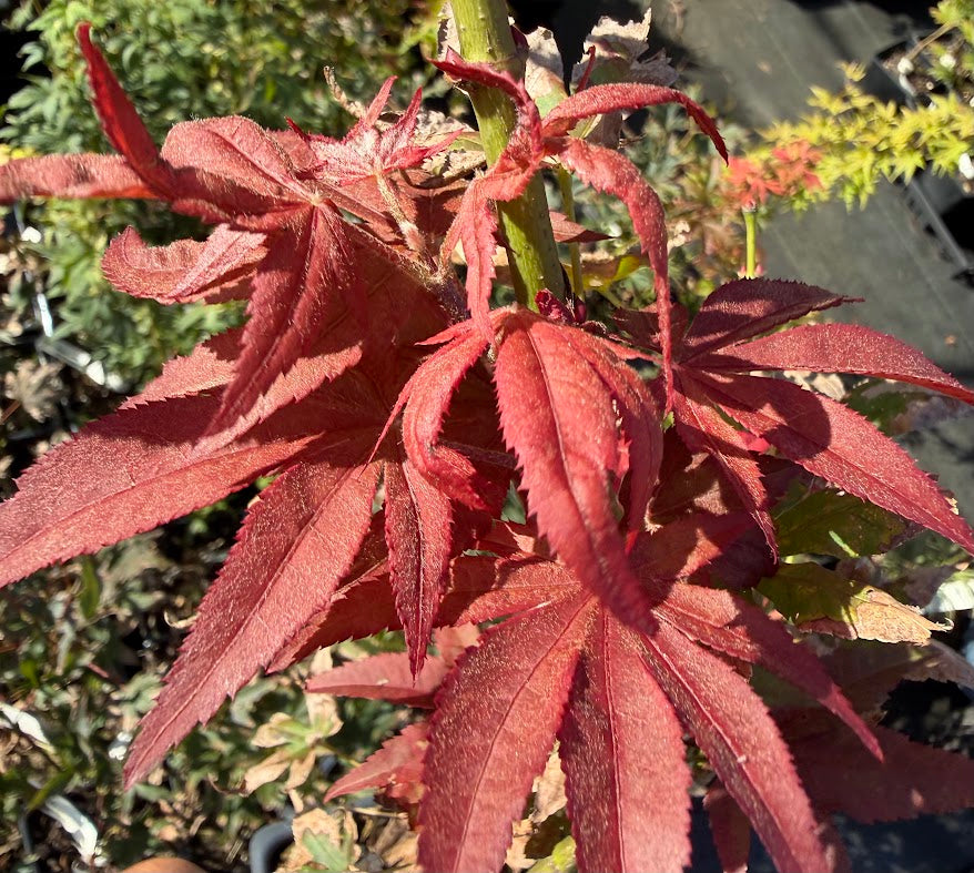Acer palmatum 'Black Hole'