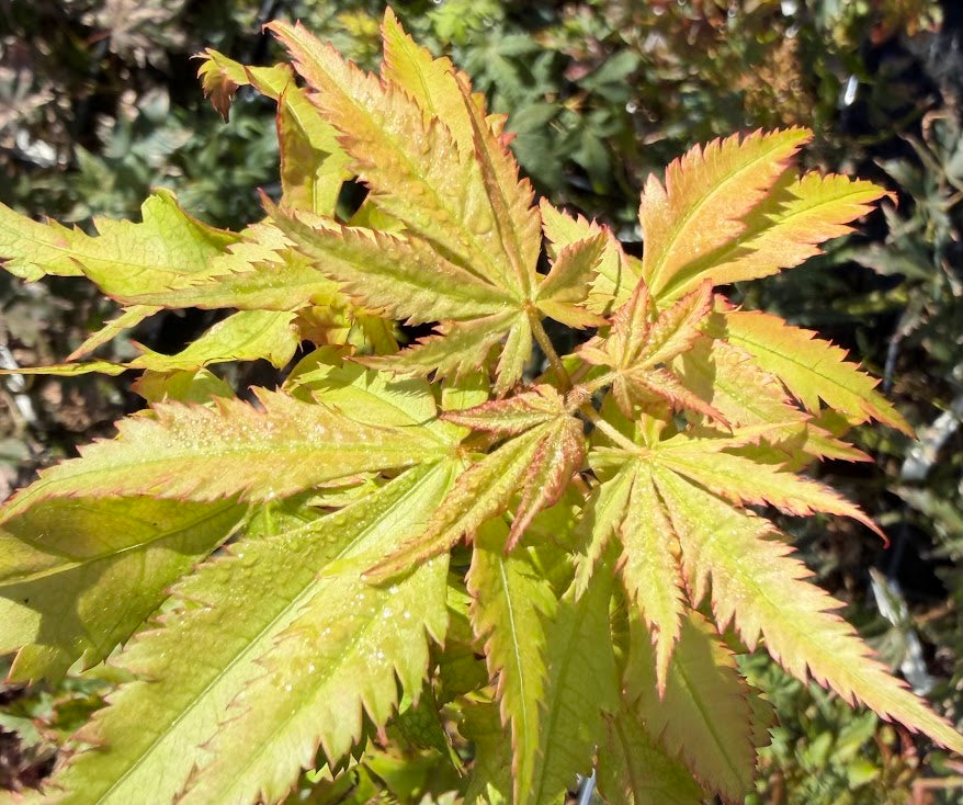 Acer palmatum 'Blonde Beauty'