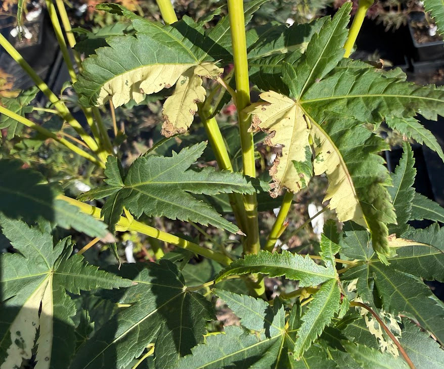Acer palmatum 'Mardi Gras'