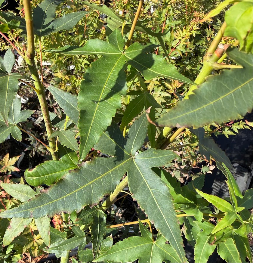 Acer serrulatum 'Old Soul' (formerly BSWJ 14521} EXCLUSIVE NEW RELEASE!  RARE!!!