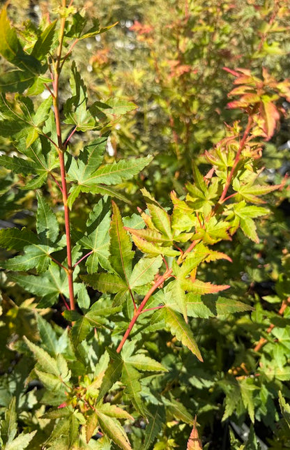 Acer palmatum 'Baton Rouge'