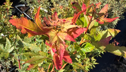 Acer palmatum 'Baton Rouge'