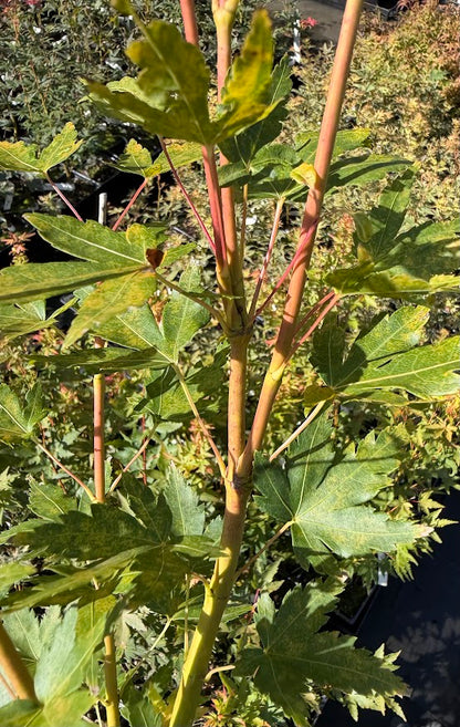 Acer palmatum 'Baton Rouge'
