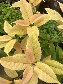 Osmanthus fragrans 'Ogon' RARE