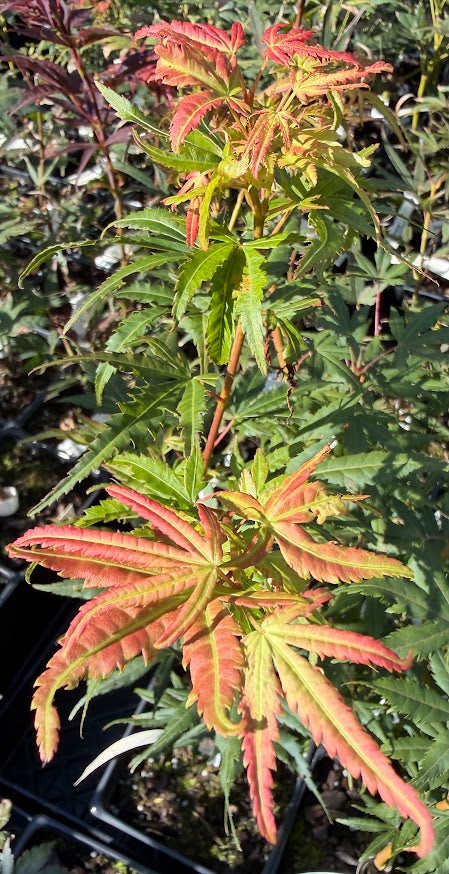 Acer palmatum 'Glowing Embers'