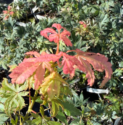 Acer palmatum 'Elmwood'