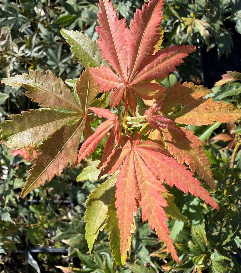 Acer palmatum 'Elmwood'