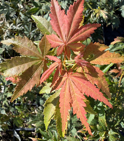 Acer palmatum 'Elmwood'
