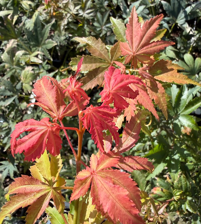 Acer palmatum 'Elmwood'