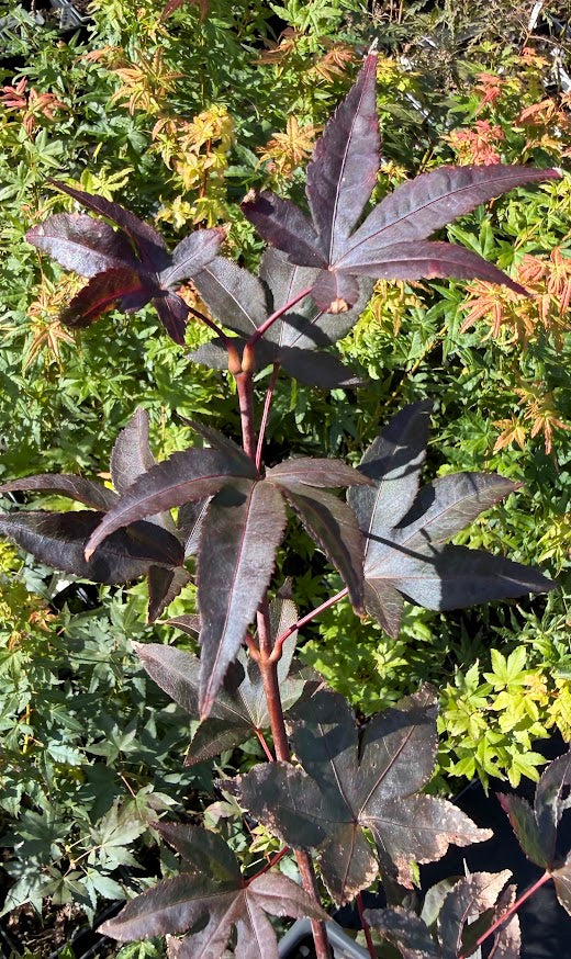 Acer palmatum 'Whitney Red'