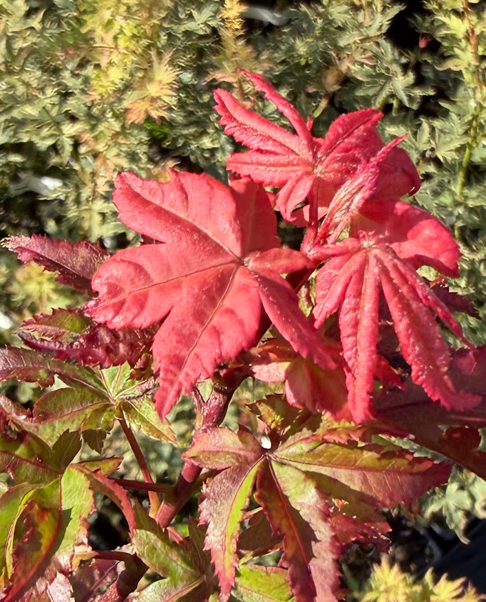 Acer palmatum 'Nebula'