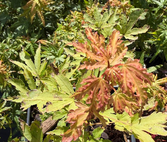 Acer palmatum 'Mendocino Sunrise'
