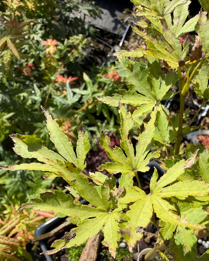 Acer palmatum 'Mendocino Sunrise'