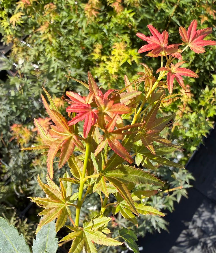 Acer palmatum 'Jiro Shidare'