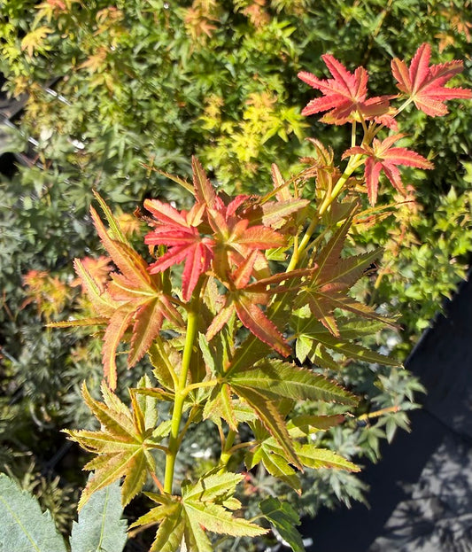 Acer palmatum 'Jiro Shidare'