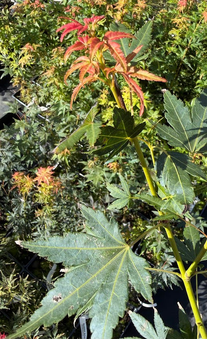 Acer palmatum 'Jiro Shidare'