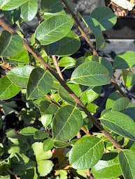Chionanthus retusus 'Yadkin Creeper'