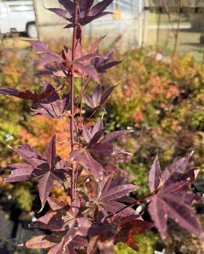 Acer palmatum 'Moonfire'