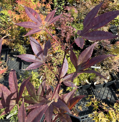 Acer palmatum 'Moonfire'