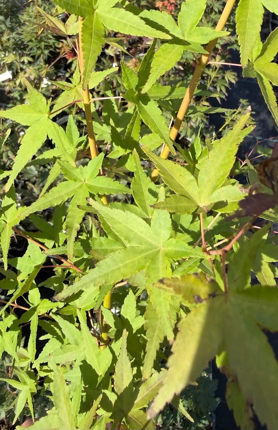 Acer palmatum 'Calico'