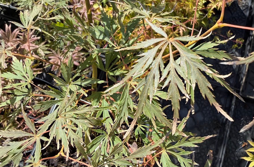 Acer palmatum 'Diana's Gem'