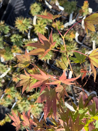 Acer palmatum 'Muro Gawa'