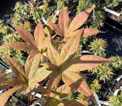 Acer palmatum 'Muro Gawa'