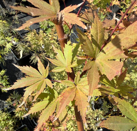 Acer palmatum 'Autumn Glory'