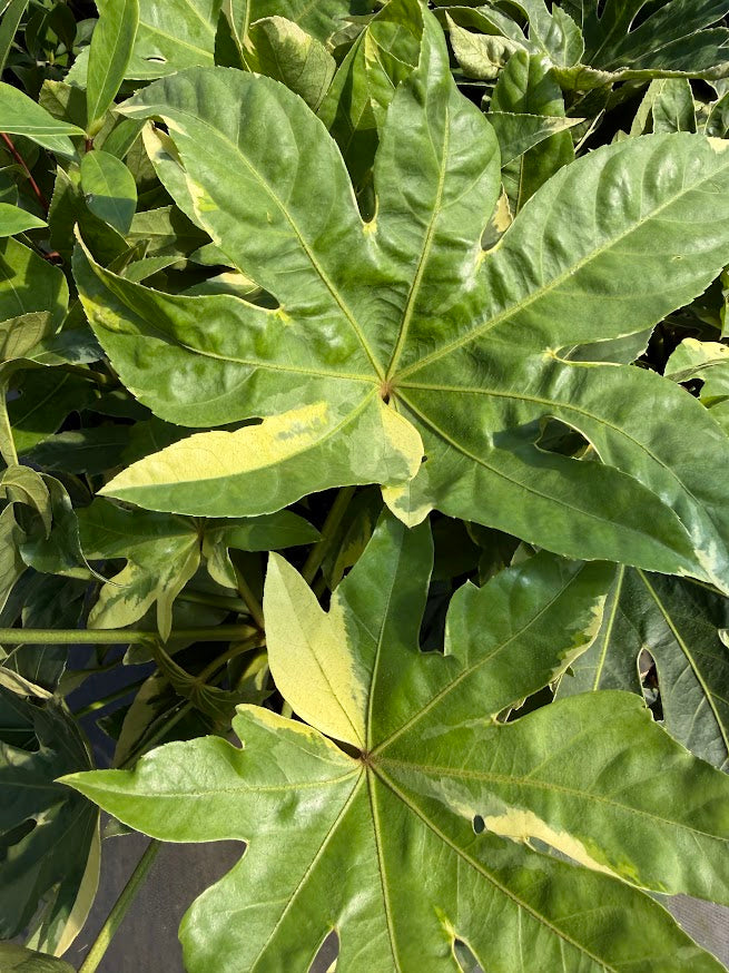 Fatsia japonica 'Variegata'