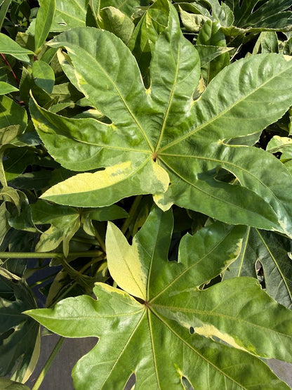 Fatsia japonica 'Variegata'