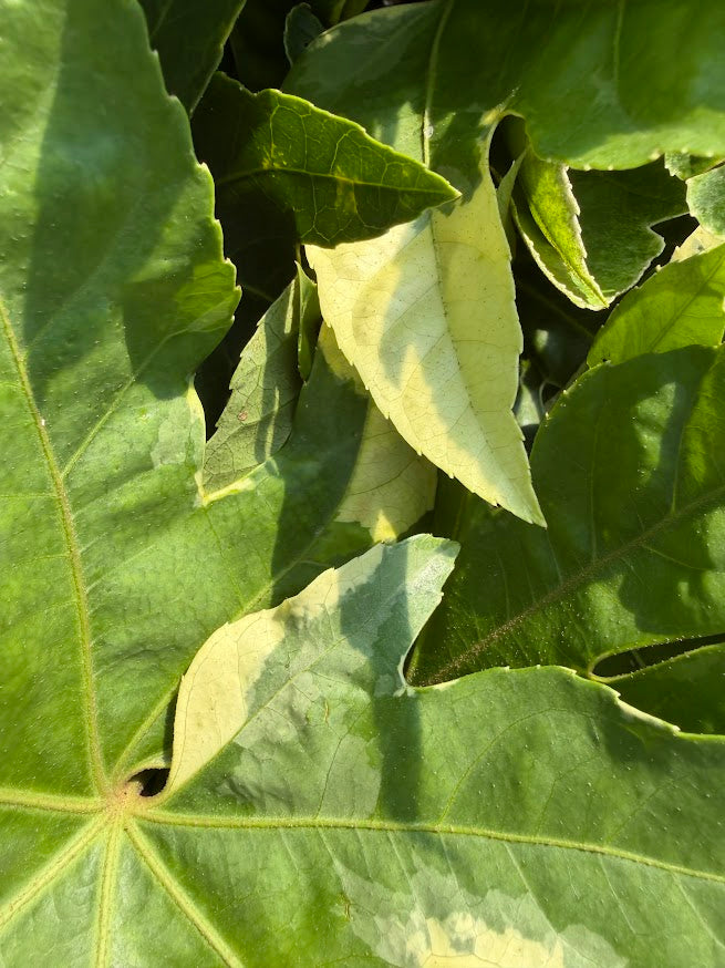 Fatsia japonica 'Variegata'