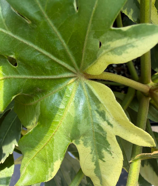 Fatsia japonica 'Variegata'