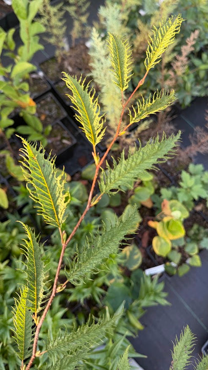 Carpinus japonica 'Silver Lace' RARE
