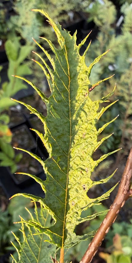 Carpinus japonica 'Silver Lace' RARE