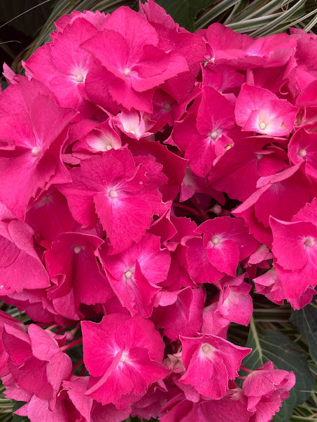 Hydrangea macrophylla 'Oregon Pride'