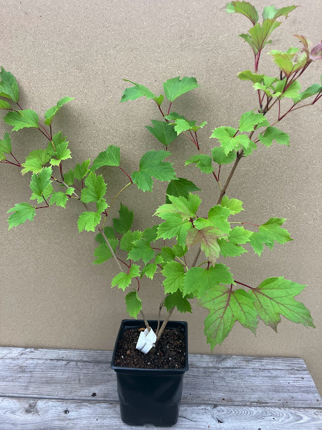 Viburnum opulus var. calvescens